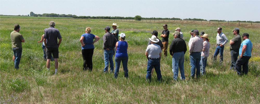 The group looking at the cicer site.