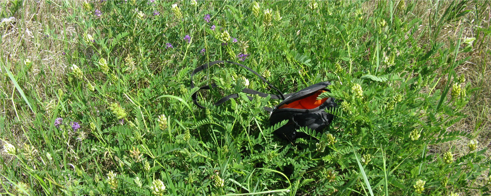 The cicer was doing well at the site.