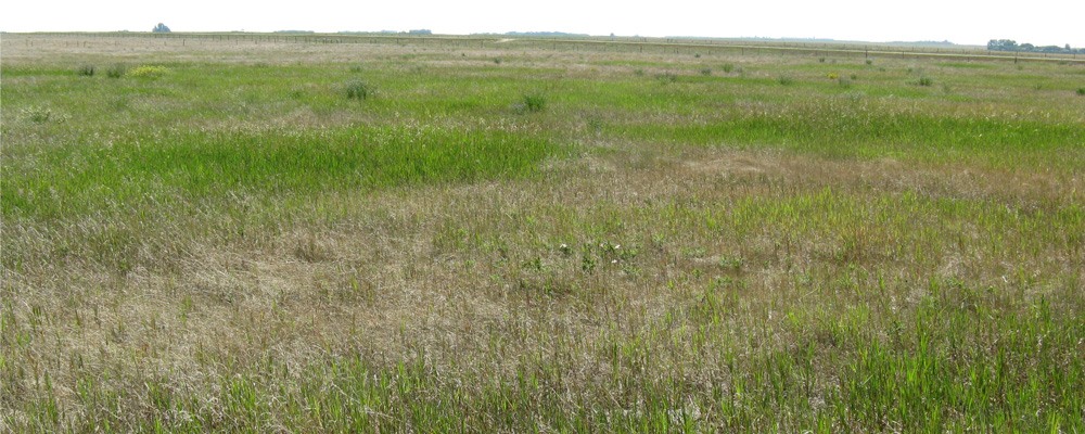 We also looked at various weeds and discussed control of them as we went along.
