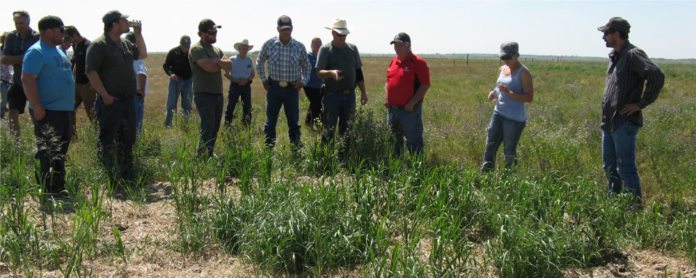 Green areas of bale grazing on light soil (Sandy Loam).  Bales were placed here seven years ago.