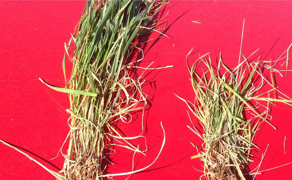volume and colour difference between grass from the bale grazed area to the non-bale grazed area.
