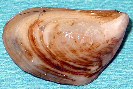 Quagga mussels