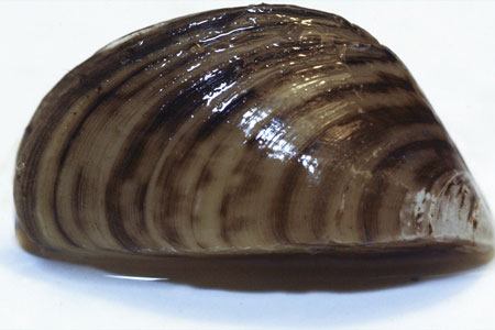 zebra mussels