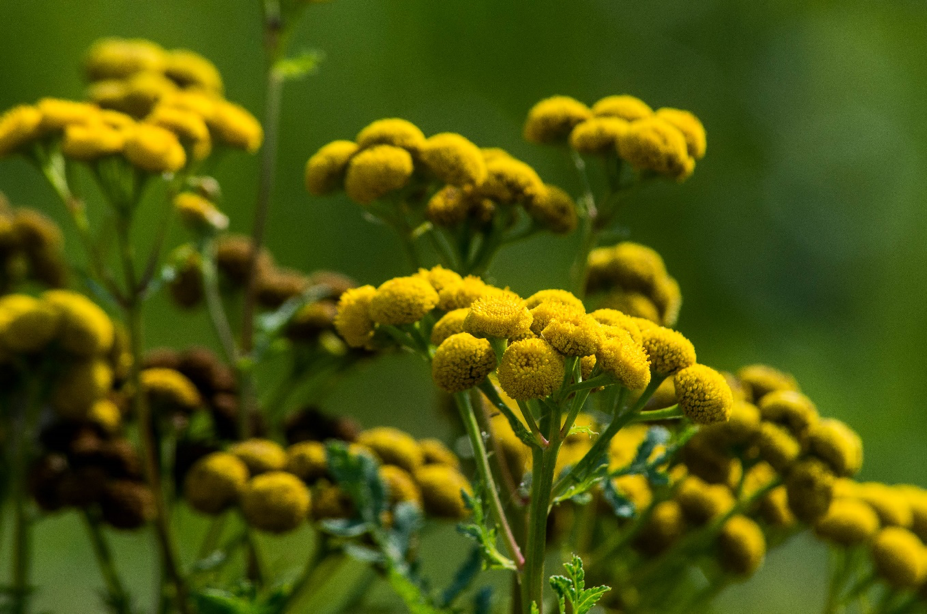 Common Tansy.