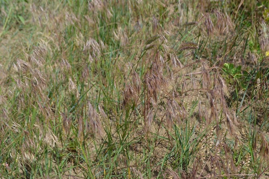 Downy brome is an invasive species