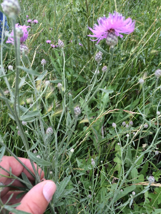 Russian knapweed.
