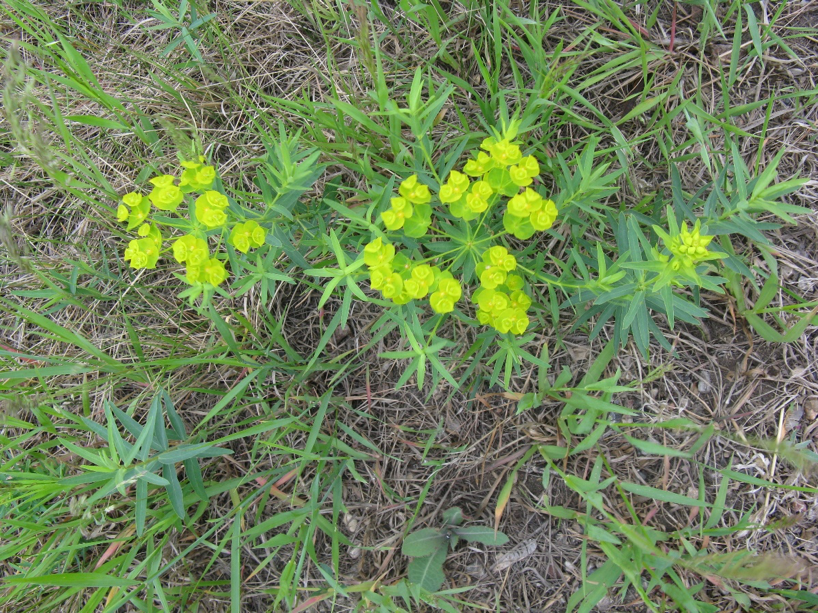 Euphorbia esula, commonly known as green spurge or leafy spurge.