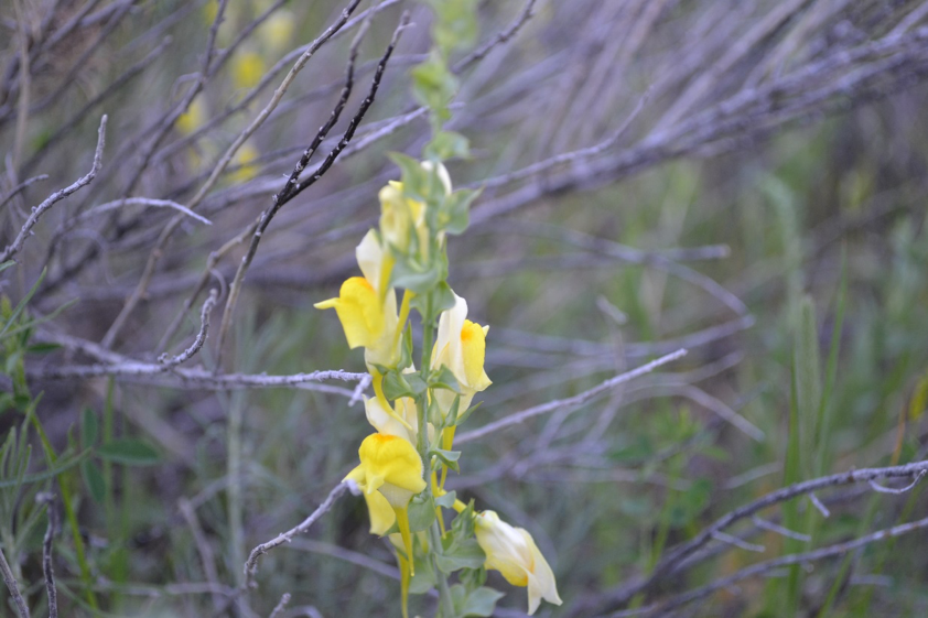 Toadflax or Yellow Toadflax.