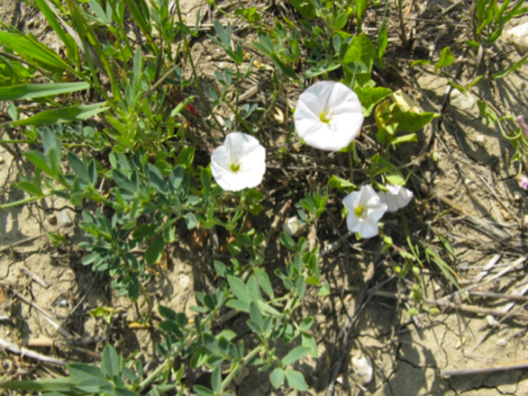 Field Bindweed