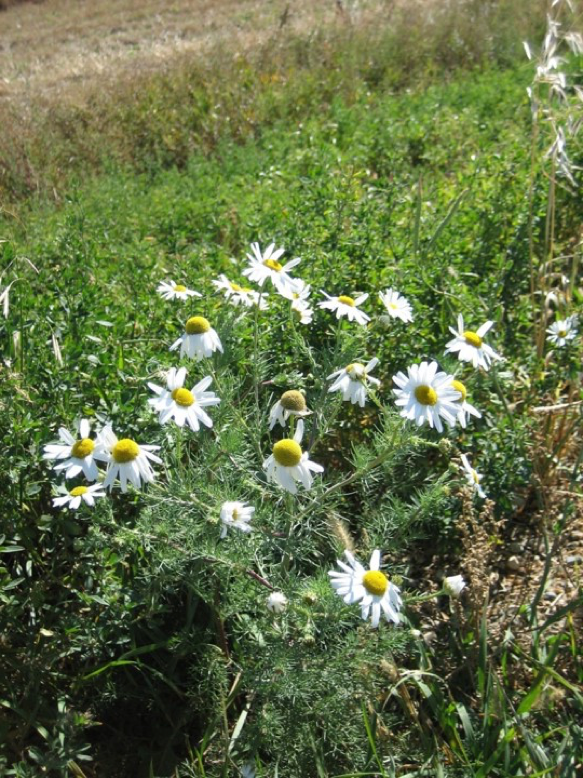 Field Bindweed